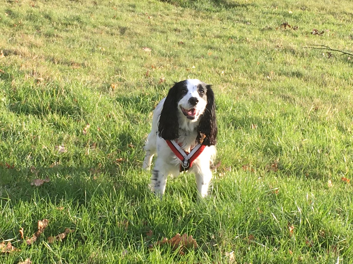 LucyAlexandria's tweet photo. Love where we live. #MollyDog on her walk today. Love #Thundersley #Common. Beautiful #autumn #dogwalk. #AssistanceDog #walkies #woodland #autumnal #fall #walk #outdoors #dog #cockerspaniel #dogsoftwitter #workingcockerspaniel #ThundersleyCommon #Essex #Benfleet #helperdog https://t.co/NRXTIa7kqb