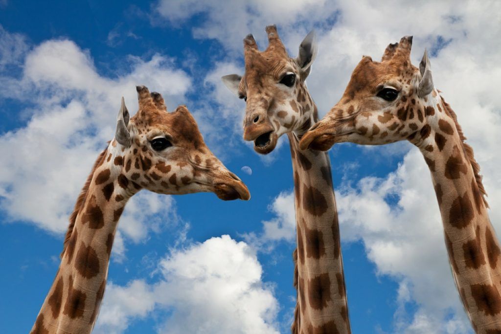 grace_writelife's tweet image. Say hello to our newest article: How to Write Moving Dialogue! (and also to these wonderful giraffes)
buff.ly/2ySCETb
#conversations #genuineinteractions #authenticdialogue #writingtips #giraffeconversationsarethebest #giraffesareawesome
