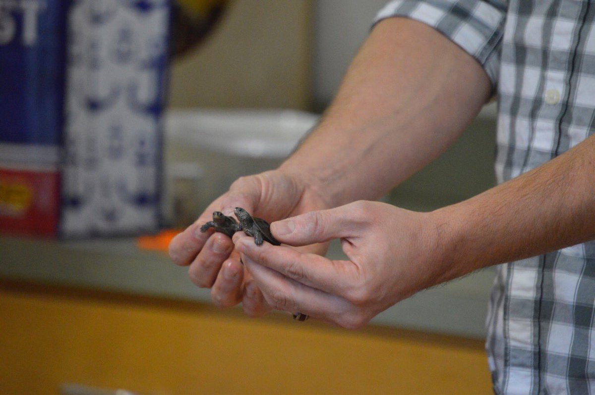 KeySchool's tweet photo. Thanks to Jeff & Margie @ The Terrapin Institute! We look forward to working with you to help these #HillsmereHatchlings grow and thrive! #KeyAcademics #KeyCommunity https://t.co/y41FUOgNIe