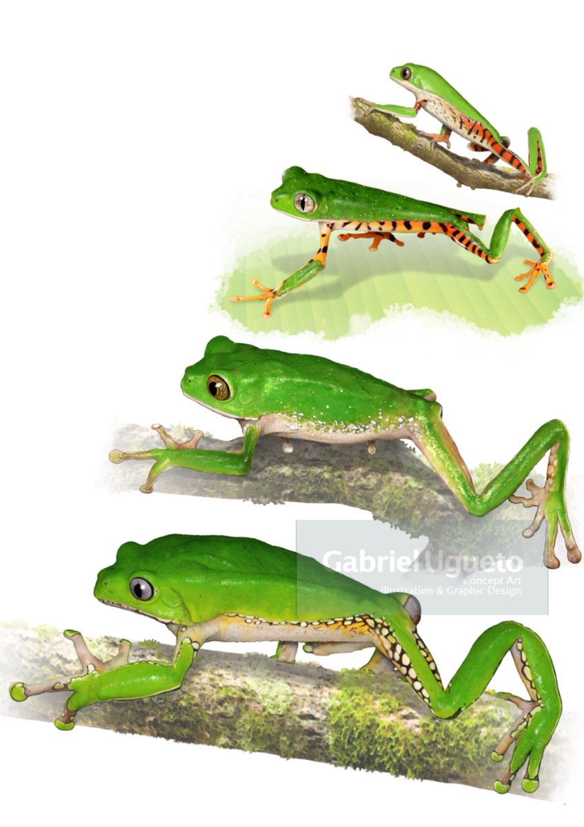 SerpenIllus's tweet photo. It is also #FrogFriday, so here are my illustrations of 4 species of Phyllomedusa: Top to bottom (and at scale) P. hypochondrialis, P. tomopterna, P. trinitatis and P. bicolor. Phyllomedusas, commonly known as Monkey Frogs, are among my fav #frogs #amphibians #sciart https://t.co/Jn8nfLq58j