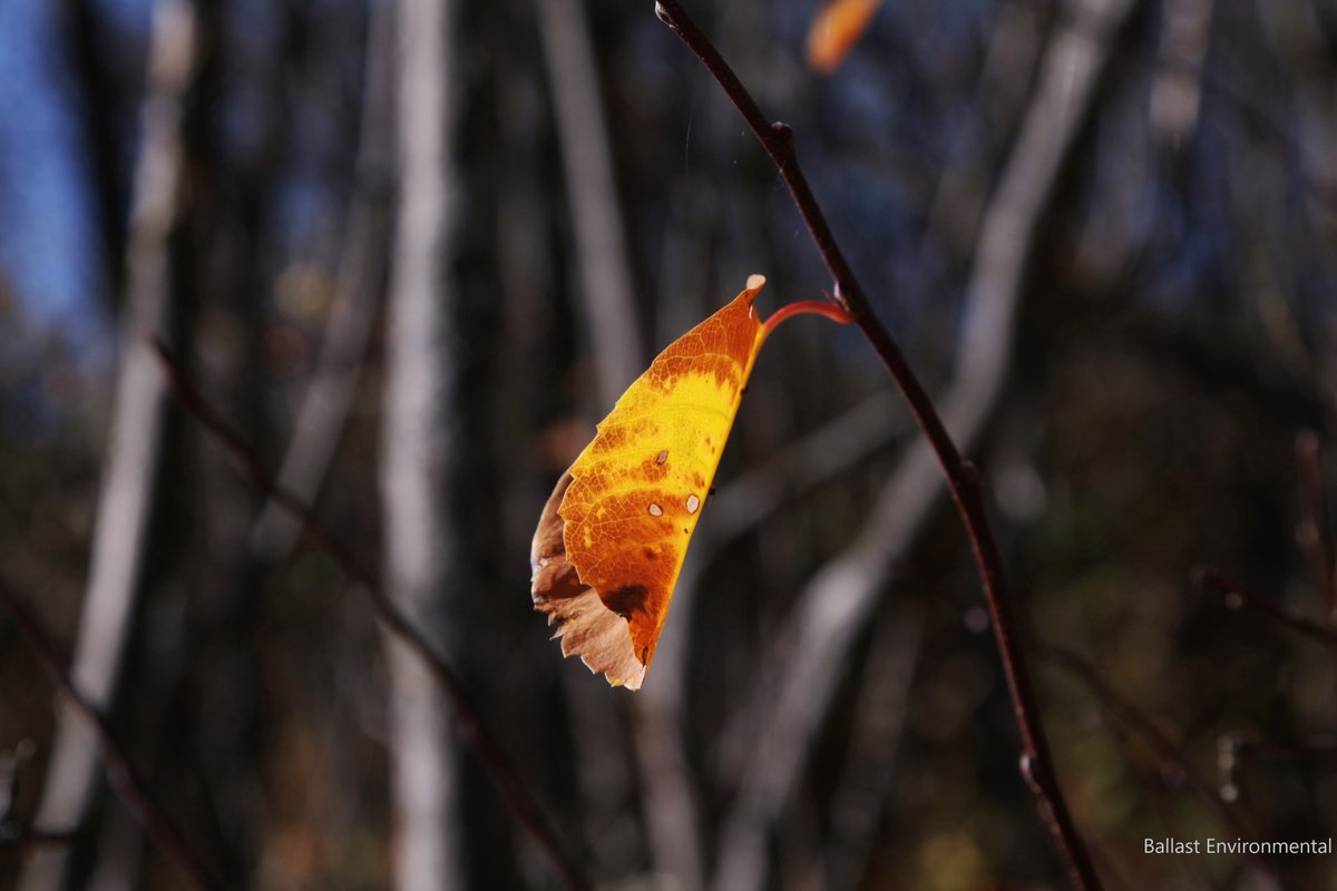 BallastEnviro's tweet photo. Love seeing the last few bright leaves leftover from autumn
.
.
.
#scienceinthefield #lovevegetation #explorecanada #ballastenviro https://t.co/xT4KuvI5LA
