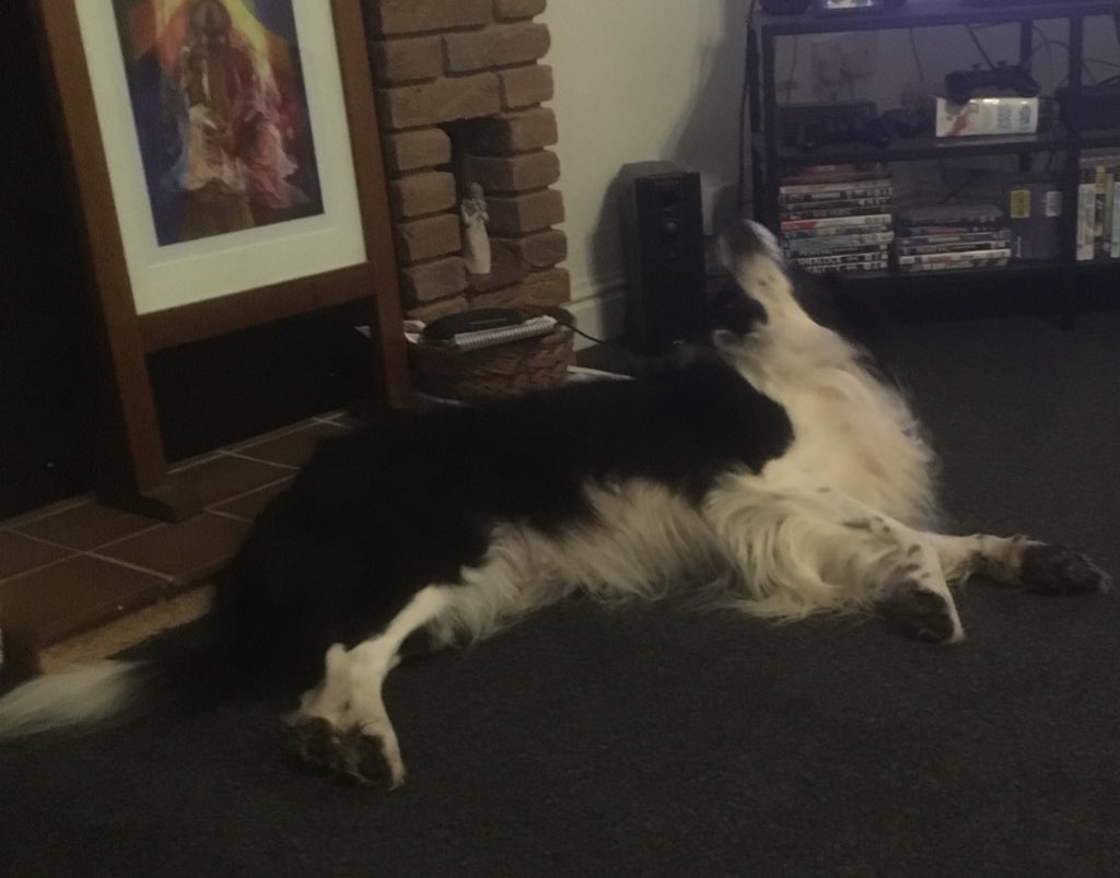 AnthonyLongbone's tweet photo. @JennytheM @BuddieTheLab Happy 20th Buddy &amp; yr right Jen such a sweetie, only wish #FredDog was so complimentary 😂😂 https://t.co/zRbqEBR4v0