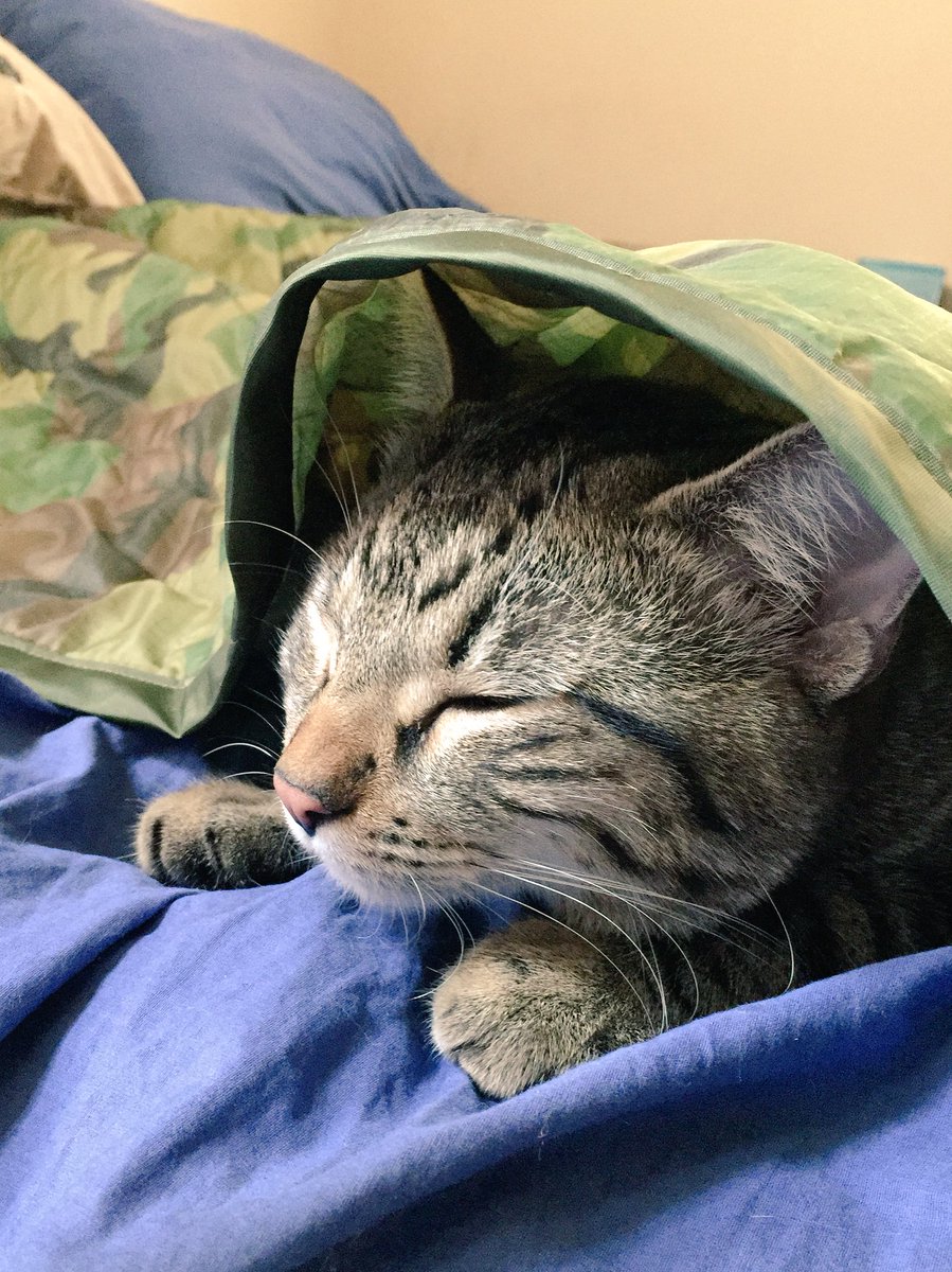 GeneralCattis's tweet photo. Every cat lives his real, most interesting life under the cover of secrecy (or the secrecy of covers). 
#FridayFeeling https://t.co/aJj3XZsYTE