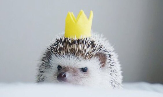 “Saeran needs to stop leaving me alone with Hedgehog.”