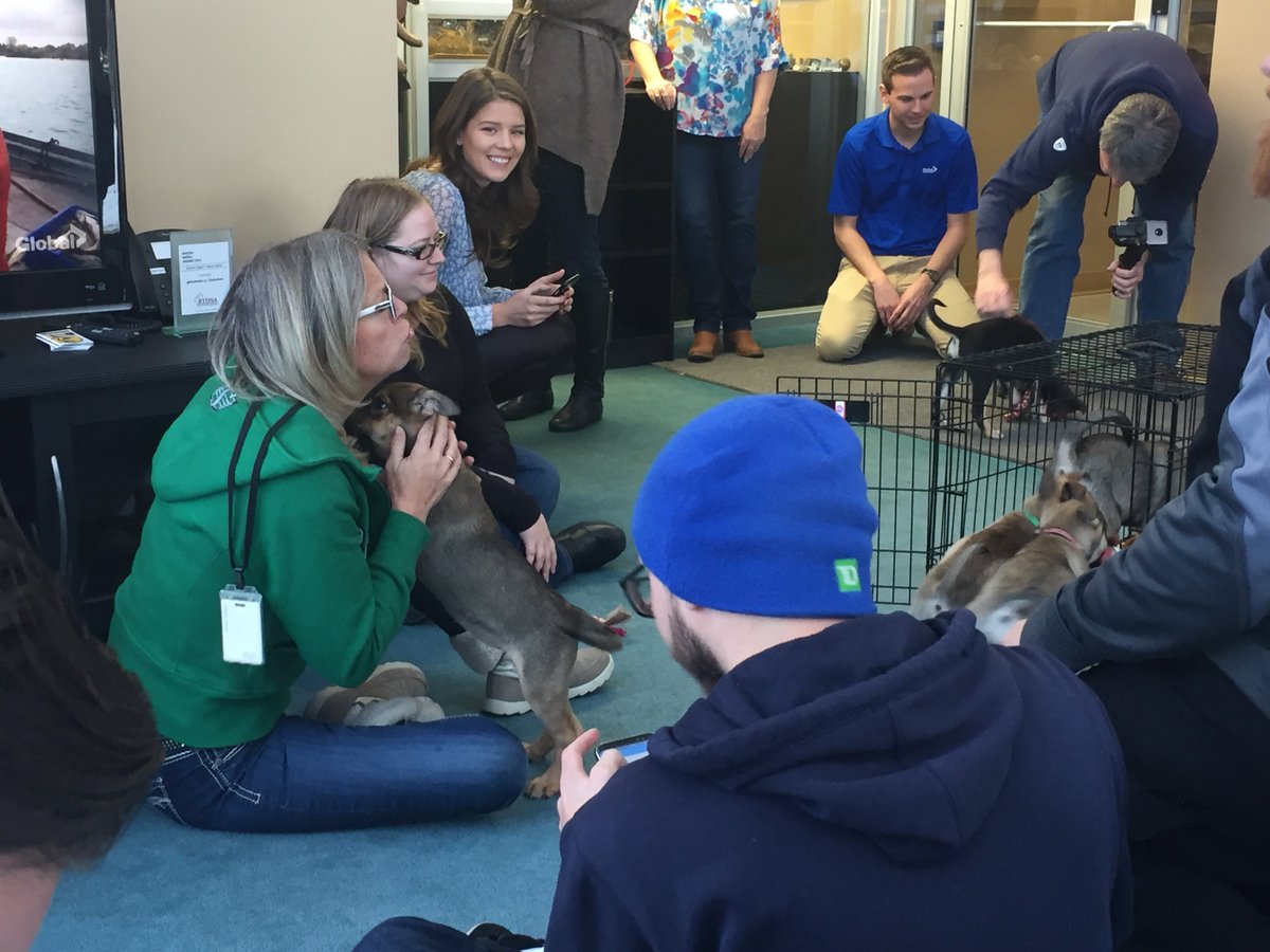 PQuinlanGlobal's tweet photo. I think @LisaFordGlobal’s dream came true today - we threw her a puppy party!! #BriteBoxStorage #PuppyParty #NewHopeDogRescue @GlobalSaskatoon #Sask #yxe https://t.co/rayBaAuKZ4