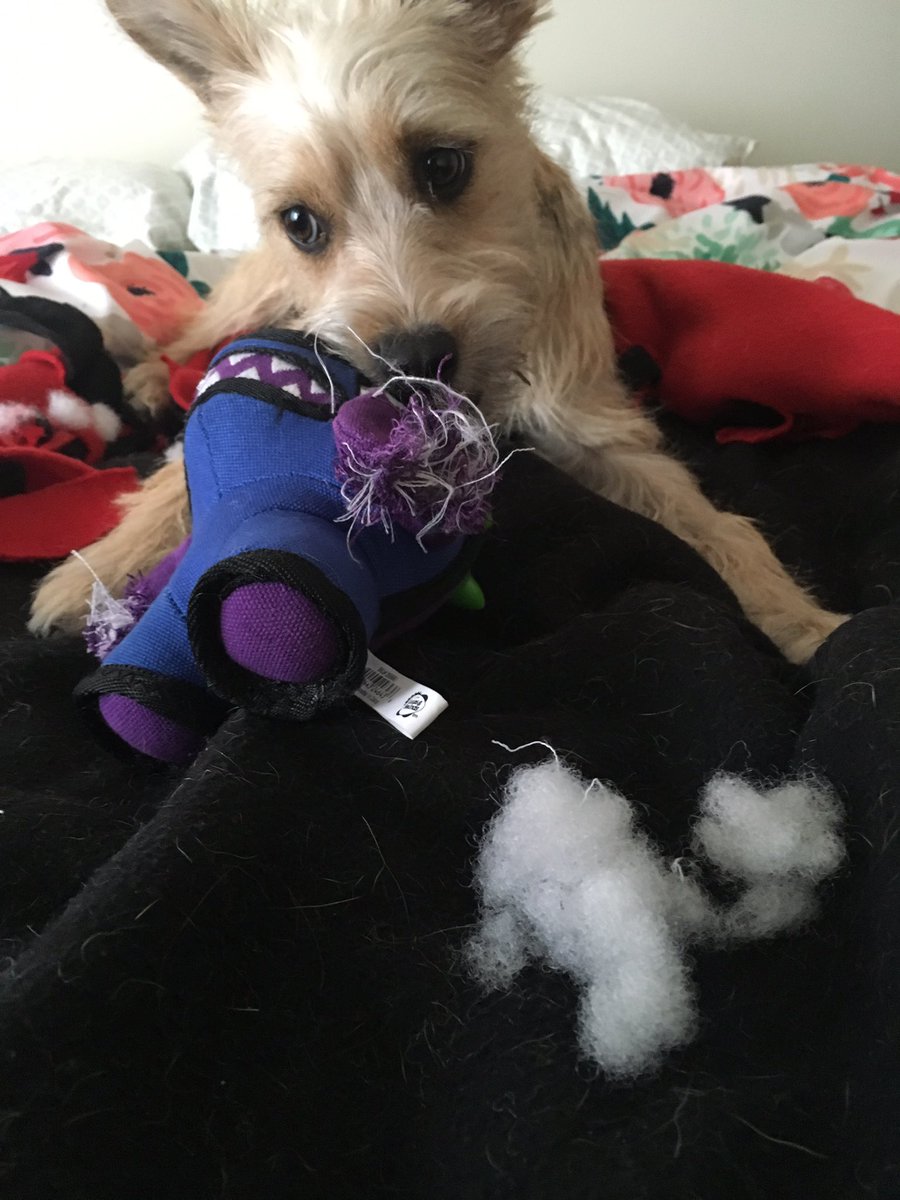 "I'm so glad I bought this extra durable tough chewer toy yesterday," she said sarcastically. 

There is stuffing everywhere.