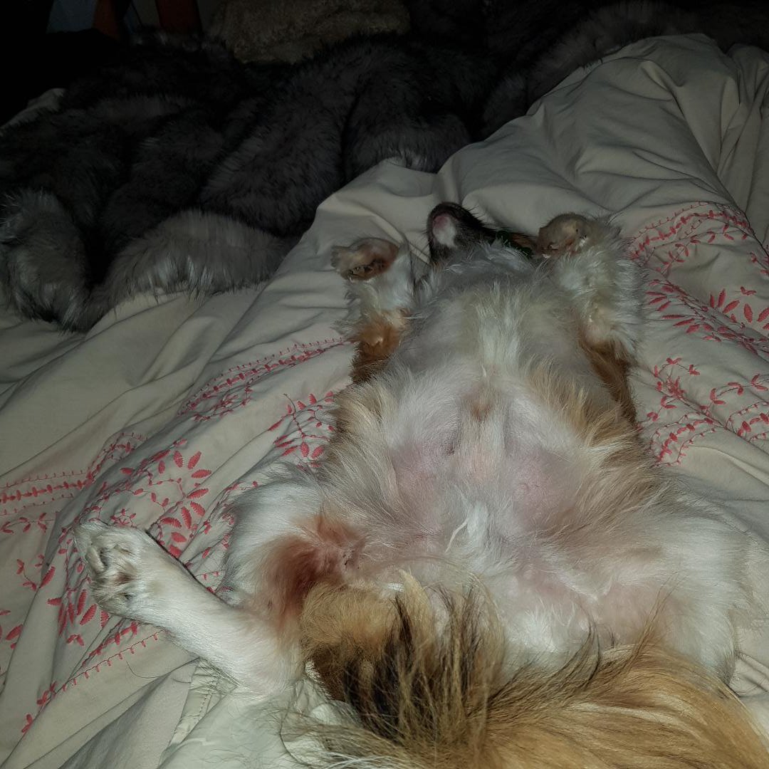 thecatsgoolies's tweet photo. Talk about being taken advantage of. No wonder i struggled to move my legs this morning #papillonlife https://t.co/blwl3Zv4qp