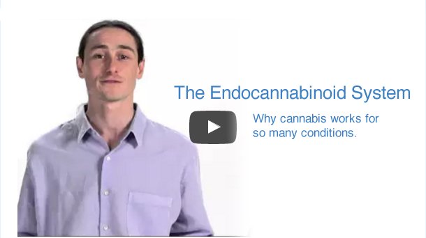 The Endocannabinoid System: Why cannabis works for so many conditions [VIDEO] - greenflowerbotanicals.com/the-endocannab…