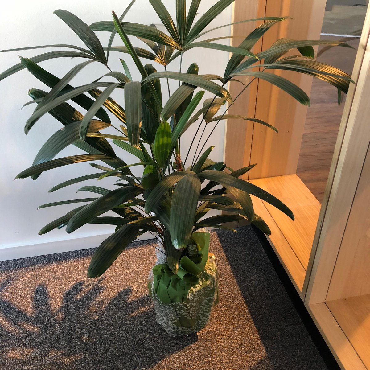 codeshaped's tweet image. ¡Hola, les presentamos a: Anita, la planta; regalo de @cuerbot para estrenar la nueva oficina!
Muchas gracias, prometemos regarla.