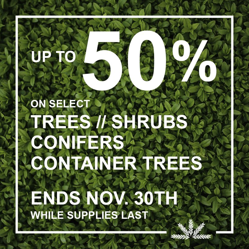 SuburbanLG's tweet photo. Up to 50% off on select #trees #shrubs #conifers and #containertrees! Sales end November 30th so now is the time to take advantage of these great deals. Check out our #salespage online at https://t.co/bIb1P7Eoyi
#endoffall #winteriscoming❄ #suburbanlg #martincity #Landscapes https://t.co/sf9kIx2Pny