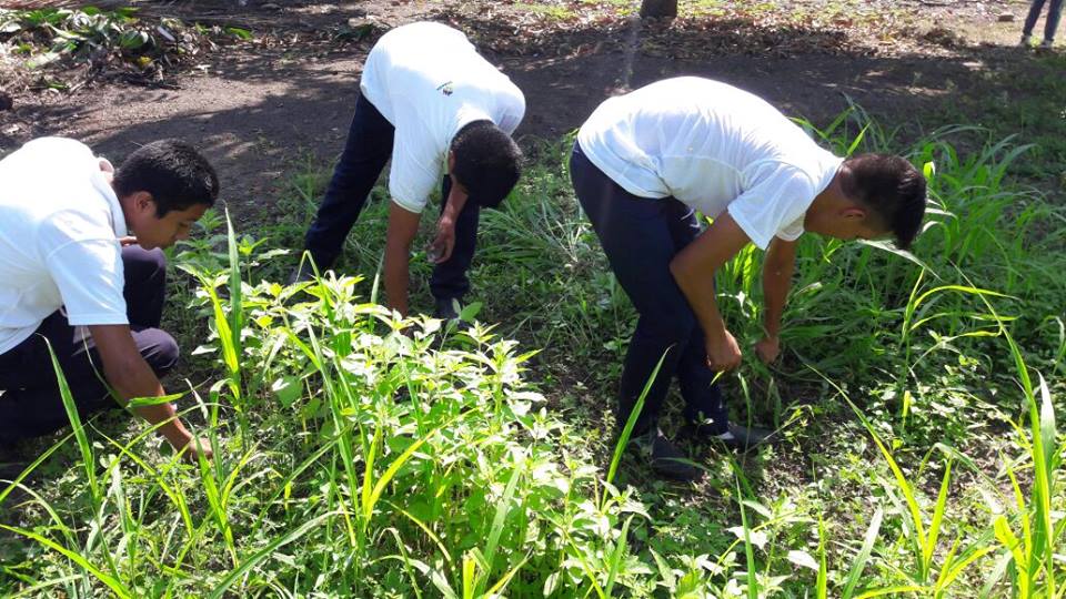 CobachSustenta's tweet photo. Proyecto Productivo y/o de Aprendizaje Significativo de Cultivo de Maíz. Plantel 41 Buenos Aires, Coordinación Costa. Vinculado al ODS No. 4 Educación de Calidad, ODS. No. 2 Hambre Cero y el ODS No. 8 Trabajo Decente y Crecimiento Económico. #ODS @MYWorldMexico @ONU_es https://t.co/63fVc2WGTR