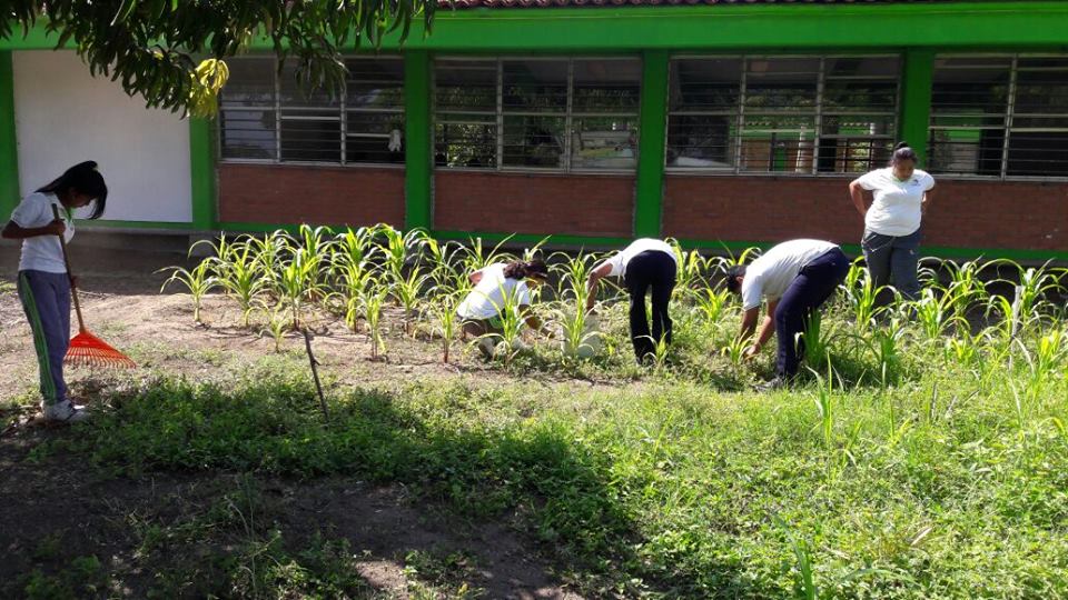 CobachSustenta's tweet photo. Proyecto Productivo y/o de Aprendizaje Significativo de Cultivo de Maíz. Plantel 41 Buenos Aires, Coordinación Costa. Vinculado al ODS No. 4 Educación de Calidad, ODS. No. 2 Hambre Cero y el ODS No. 8 Trabajo Decente y Crecimiento Económico. #ODS @MYWorldMexico @ONU_es https://t.co/63fVc2WGTR