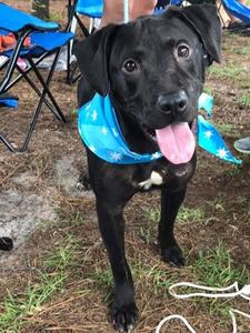 PetCuriousPets's tweet photo. https://t.co/BsHxb9k4E4

#DogsForAdoption #PetCurious #PetsForAdoption #AnimalsForAdoption #ShelterPets #ShelterAnimals https://t.co/mLf9ty6OFZ