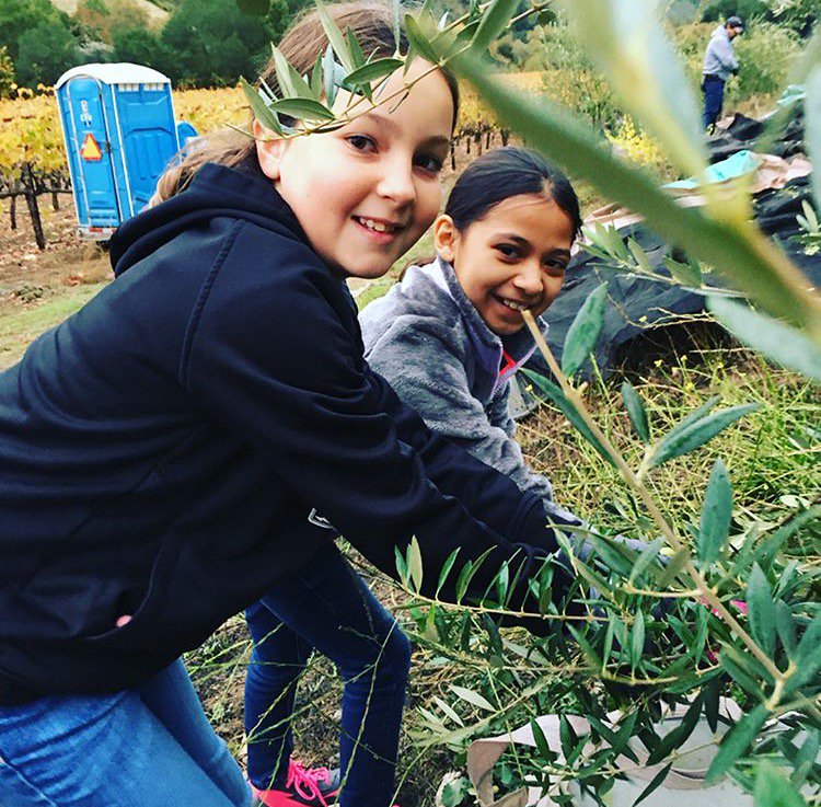 NataliasKitchen's tweet photo. 18 people, 204 olive trees, 2 tons of fruit, hard-work, heart-work, we hustled, we laughed, we sang, we ate, we got the job done in 8 mighty hours! A huge shout out to the men &amp; women who hustle in the vineyards &amp; olive orchards to carefully hand pick our crops in Sonoma County. https://t.co/nSIU7P5Ttt
