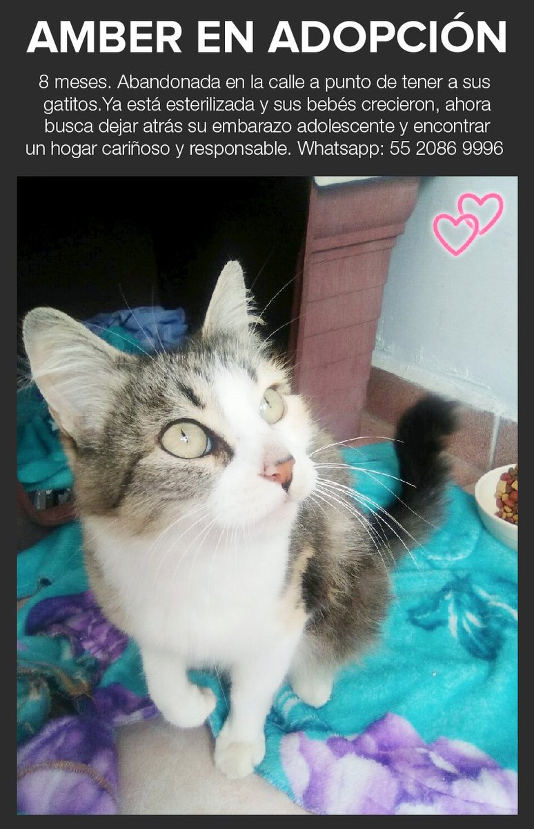 Mascotas Sismo tweet media