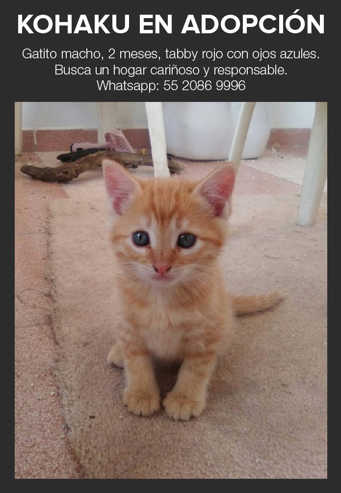 Mascotas Sismo tweet media