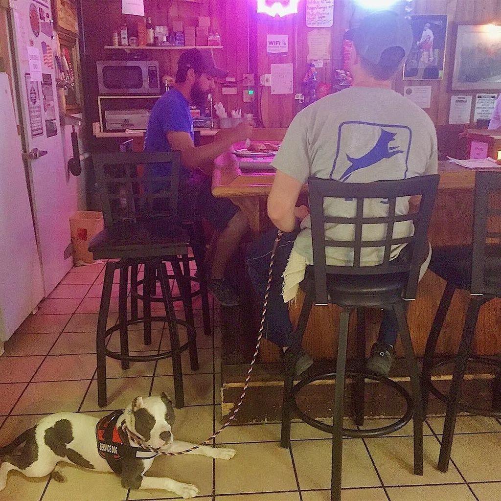 LifeUnleashedK9's tweet photo. Service K9 Bella accompanying her trainers for a bite 🍔 at American Legion. 
Bella makes the best buddy ever! Do you have a favorite spot to hang out with your pooch? 🐶 🛋 https://t.co/Qaz6vfZ46j