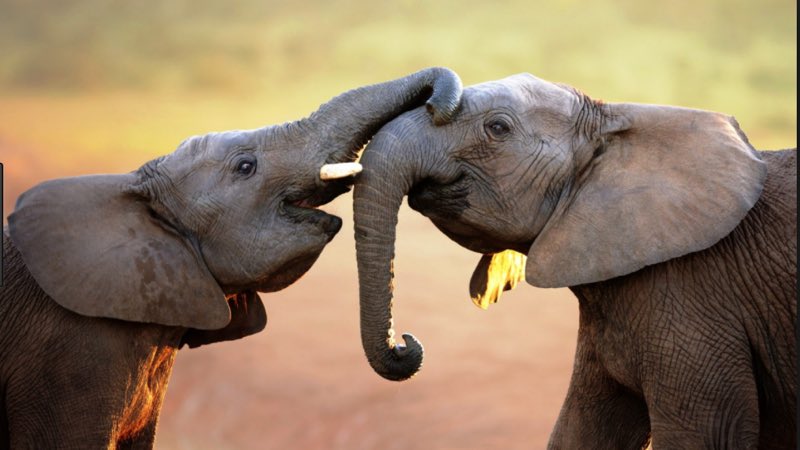 #BeKindToElephants. Please stand up for these majestic, beautiful, intelligent, thoughtful creatures.