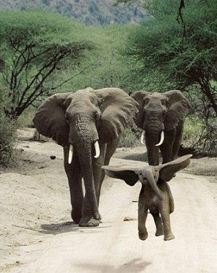 #BeKindToElephants  Fly little guy, fly!  🐘💙