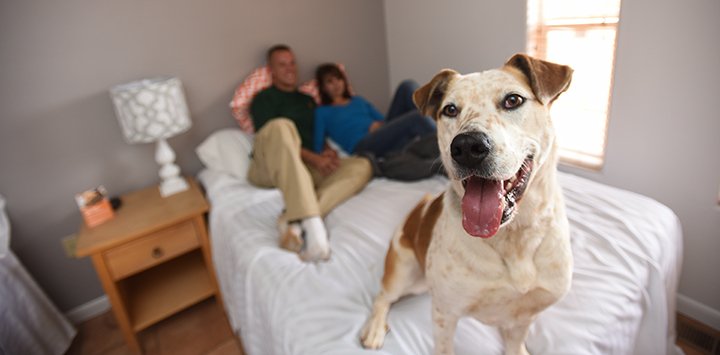 TravelMamas's tweet photo. Best Hotels for Pets in North America for All Sorts of Vacation Styles https://t.co/S4rLDsqyGj by The Saucy Travel Mama @Jody_Robbins #TravelMamas #TMamas #pets #dogsoftwitter https://t.co/4uKvnjy26X