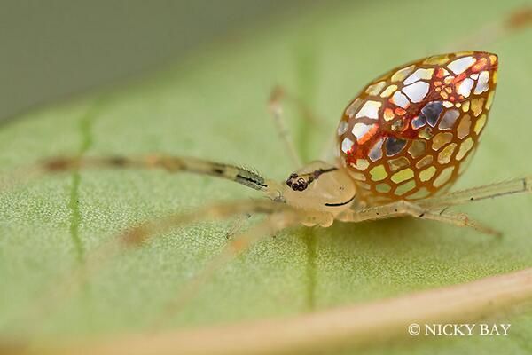 Strange_Animals's tweet photo. The extraordinary mirror spider has reflective patches on its abdomen, composed of guanine crystals!

(Photo: Nicky Bay) https://t.co/xovIWUKV2m