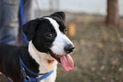 InsideTOnews's tweet photo. ADOPT-A-PET TORONTO: Gigi the cat and Klayton the dog are ready for adoption. @THS_tweet #AdopAPetTO https://t.co/vzbFDvcIAT https://t.co/o1bdHK6J4t