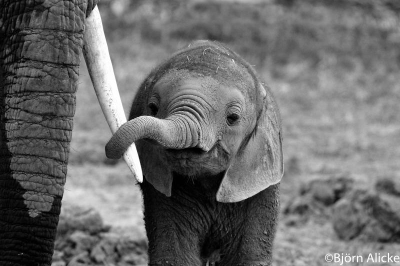 The fact that Trump has lifted President Obama's ban on elephant trophies being imported into the country is a devastating blow to the survival of these beautiful animals. It's savage and pointless. It breaks our hearts. 
📷 Björn Alicke