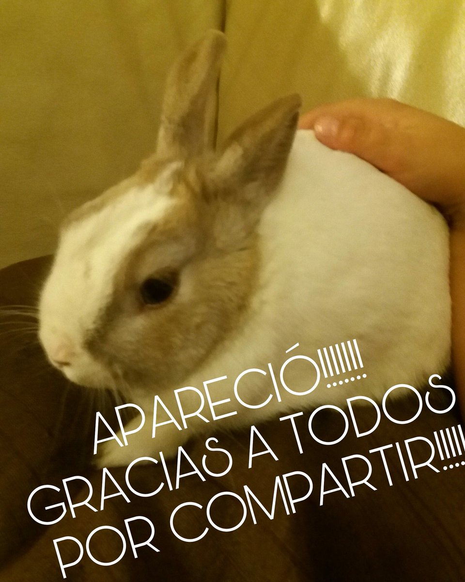 JaniMolina6's tweet photo. APARECIÓ!! Gracias a todos los que nos habéis ayudado, aguantado y apoyado durante todo el día...#mipequeñofugitivo #amorconejuno https://t.co/CiZM4bacr0
