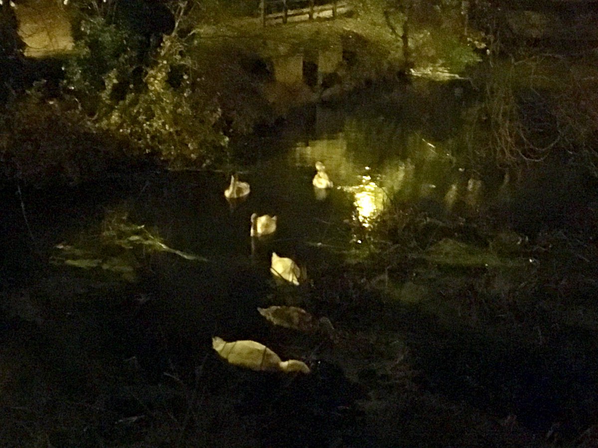 AWiltshiretm's tweet image. #Swans #riverbrett #hadleigh