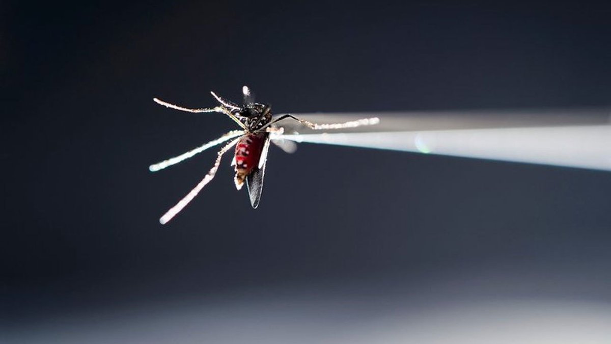 Florida's second mosquito-borne Zika virus case of year confirmed in Miami-Dade bit.ly/2AWBfwg?utm_so… https://t.co/UE0O0eqNcJ