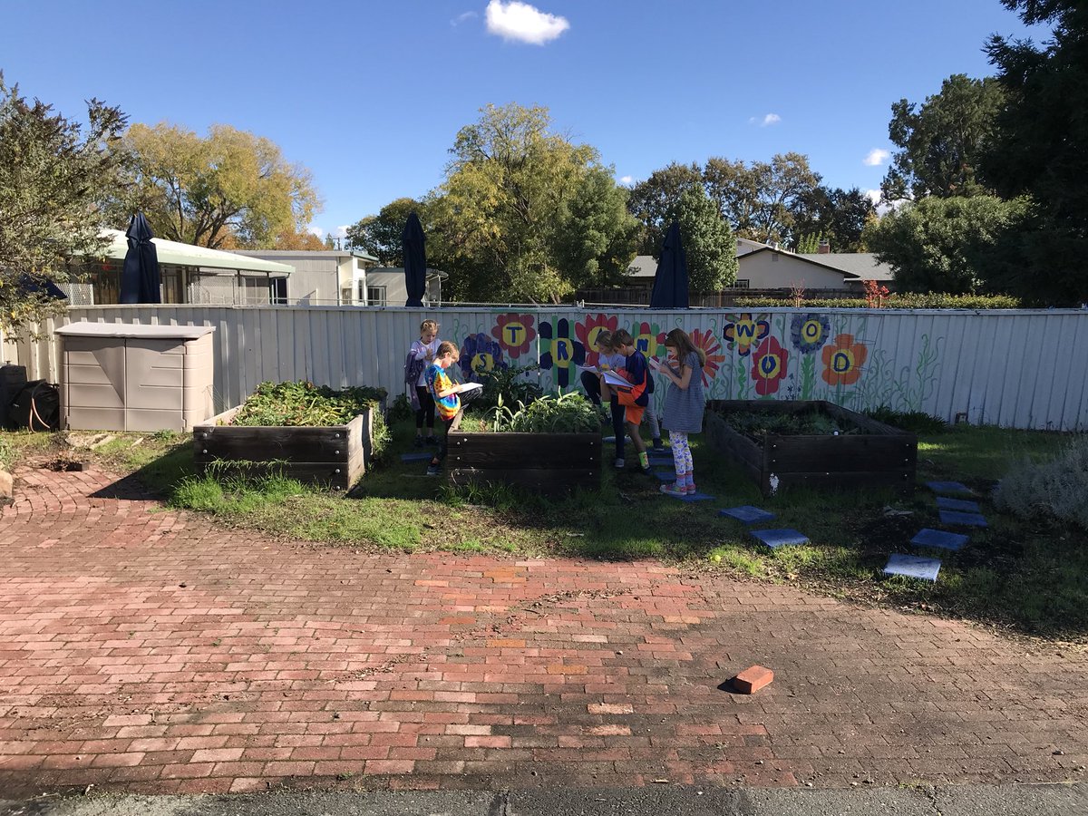 MrsRowe_1's tweet photo. 2nd grade Ss observing changes in the garden bed we planted.@strandwoodel #mdusd https://t.co/fKZofGQ1hk