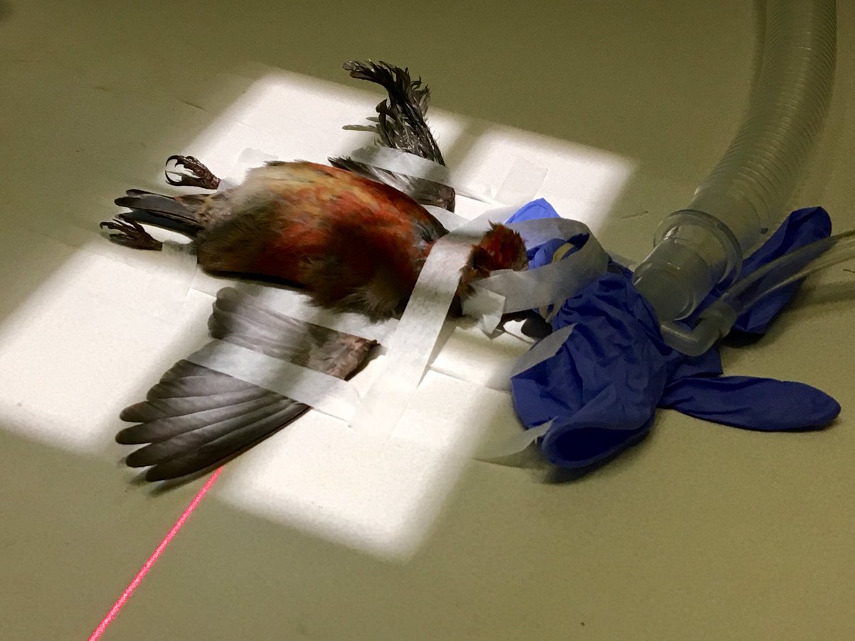 Wildlife Rescue Association coping with twice as many song birds in distress this fall including species displaced by wild fires <a href="/GlobalBC/">Global BC</a>