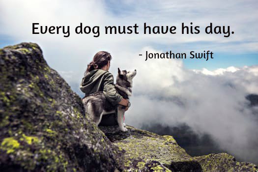 Berti_and_Ernie's tweet photo. Every dog must have his day. -Jonathan Swift #quote https://t.co/YiarBGiJlE