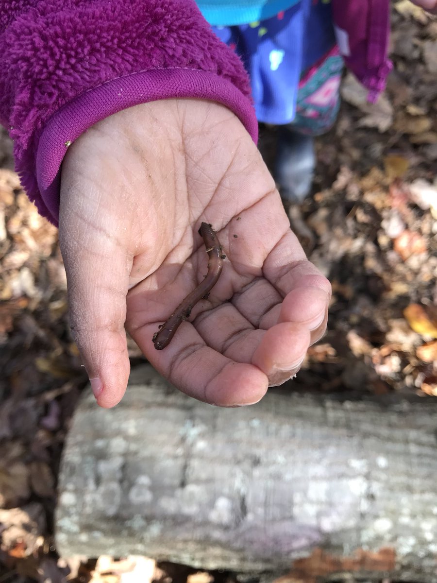 kinderforestsc's tweet photo. It was a great day to hunt worms! Found lots and a frog too! #MonaviewMoments #advocateforplay #4KFun https://t.co/jCa1c2wd4k