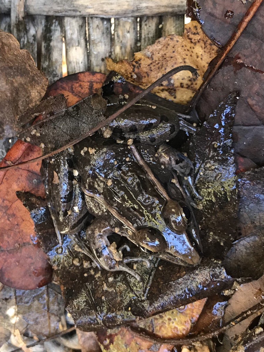 kinderforestsc's tweet photo. It was a great day to hunt worms! Found lots and a frog too! #MonaviewMoments #advocateforplay #4KFun https://t.co/jCa1c2wd4k