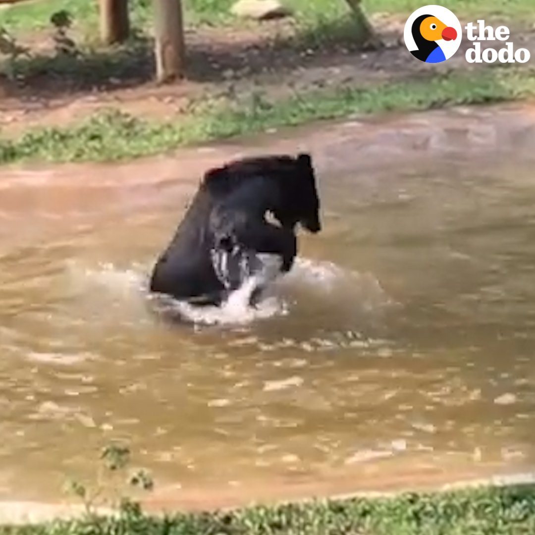 The Dodo Twitter ನಲ್ಲಿ: "This bear spent his life in a cage on a bile farm  — and he's SO HAPPY to be out 🙌 (via @AnimalsAsia)  https://t.co/vsHnxHVsVN" / Twitter