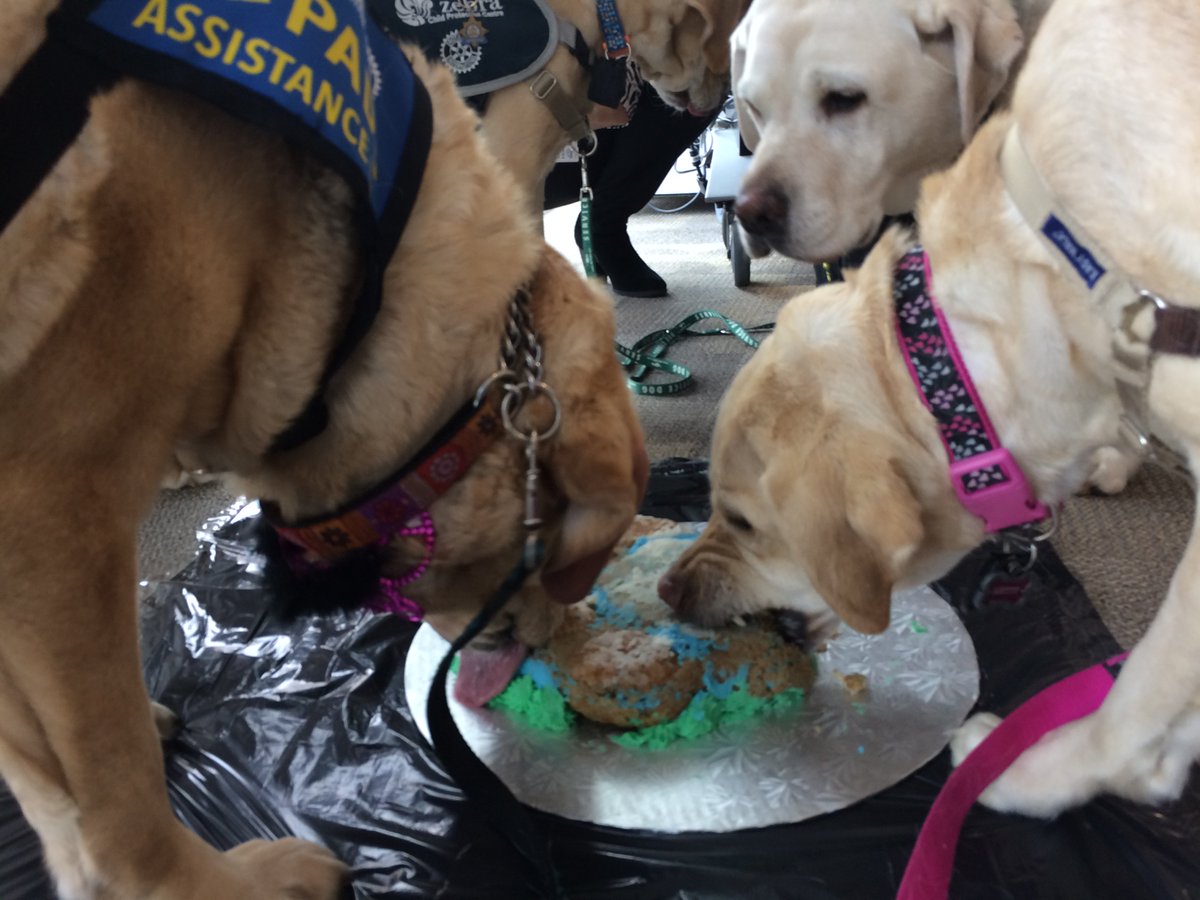 ZebraCentre's tweet photo. After just over 30 (dog) years supporting children at the Zebra Centre, Fossey is retiring! We threw her a party to say goodbye #KidsCanTell https://t.co/D0adru4FU8