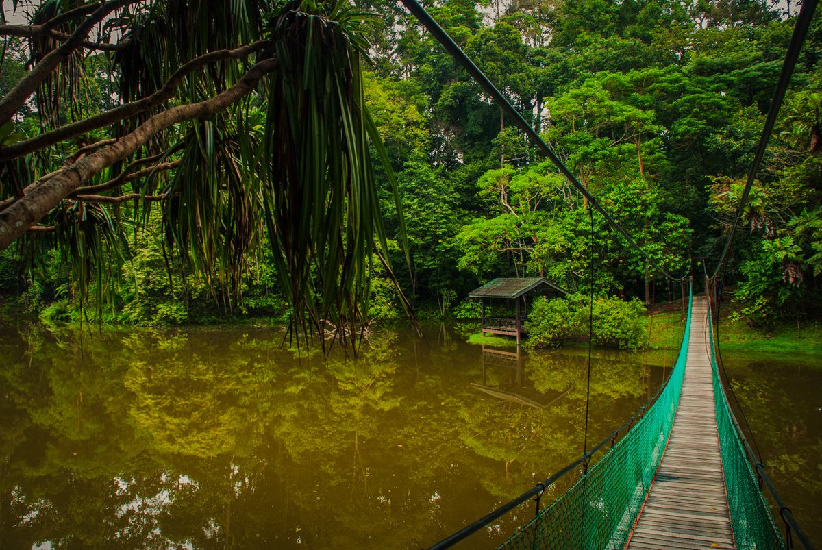 AseanTourism's tweet photo. Let ASEAN take you towards your ultimate #travelgoals. 
Your next adventure awaits through in the jungles of 🌿@TourismMalaysia 🌿 https://t.co/Pb2V6l52hW