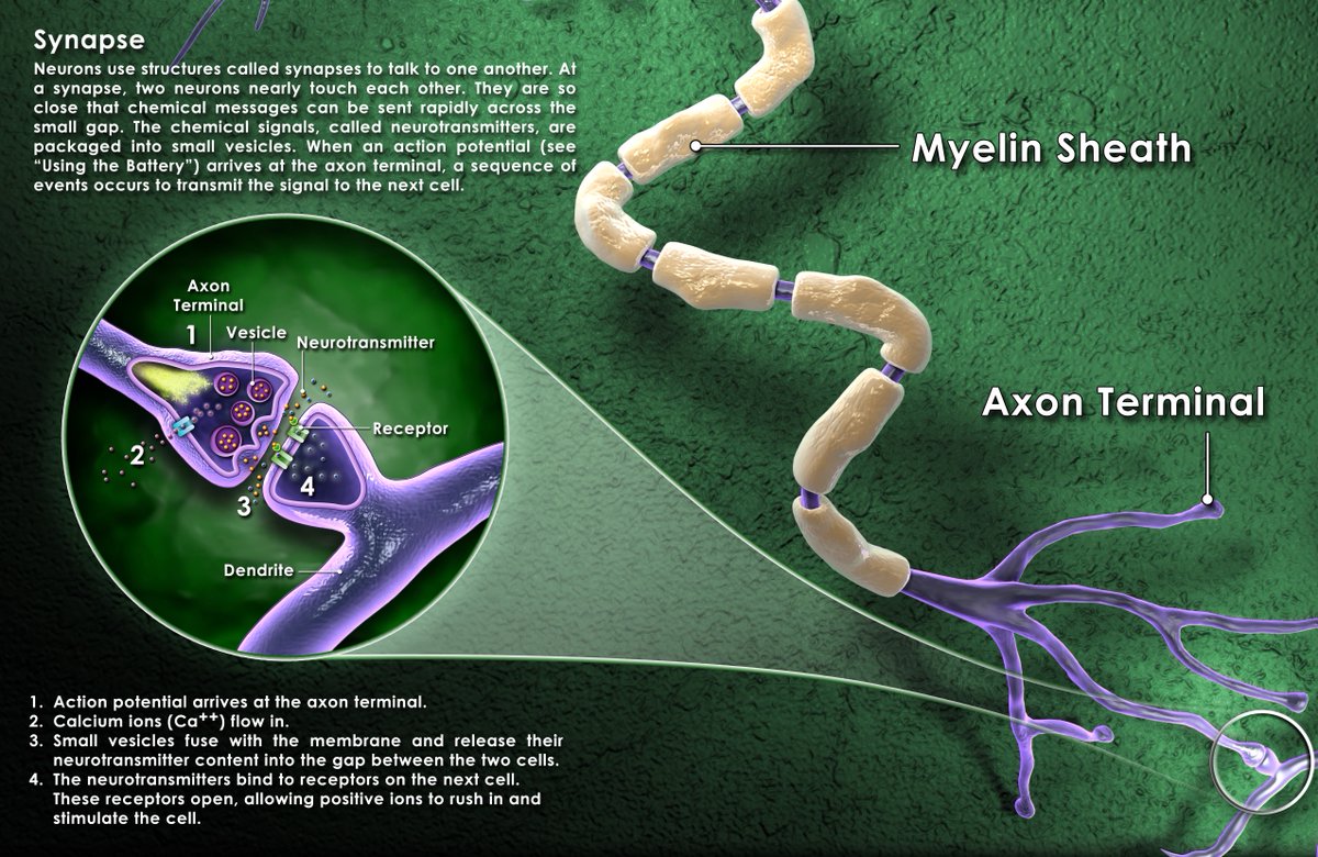 Happy birthday to Andrew Huxley, winner of the #Nobel for his work on nerve action potentials and muscle function. How do nerve cells communicate? Use this graphic to find out: bit.ly/neuronBI