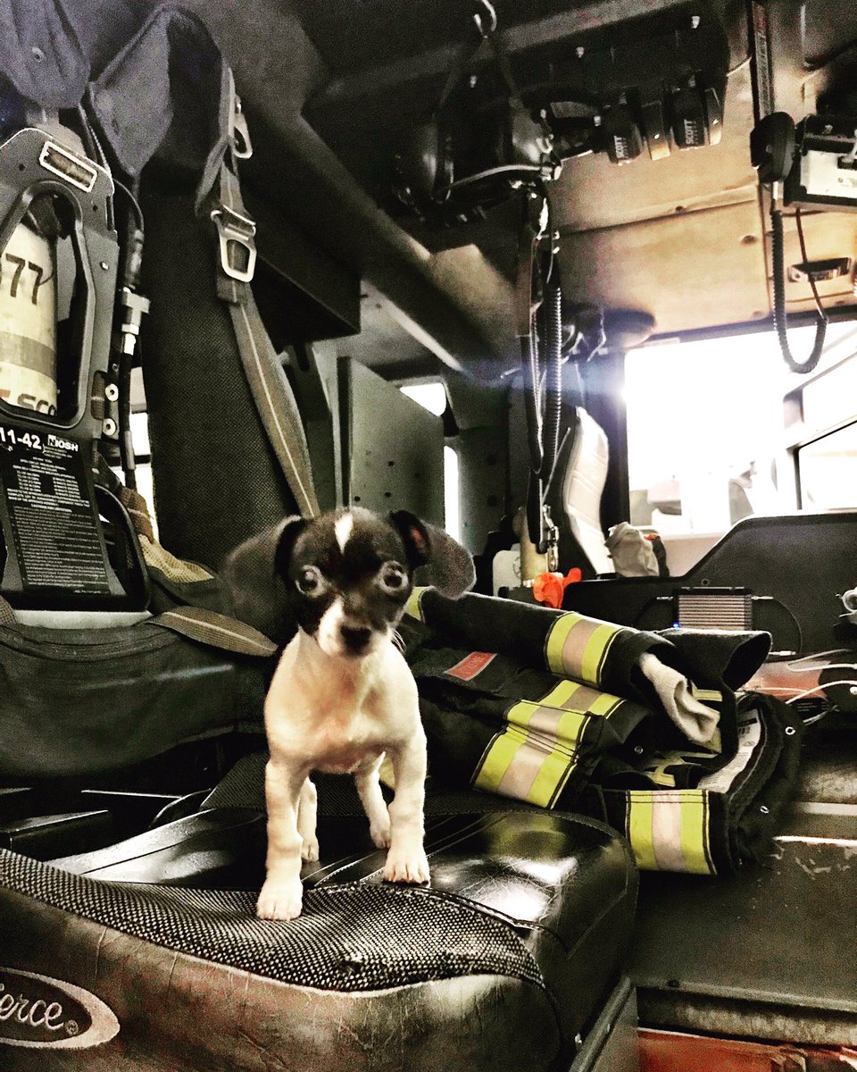 RacquelAbowd's tweet photo. #Zoey #firedog #carsoncityfiredept #CarsonCity #CarsonProud #mascot https://t.co/jjLAMhgAkX