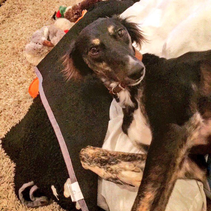 heykatiek's tweet photo. #PawsForThough - he’s the highlight of my day. I love coming home to his silly, crazy self. Thank you @DogsTrust_IE - my boy is priceless https://t.co/v116tnLMlf
