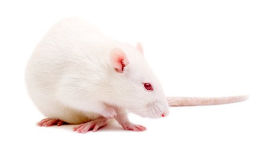 IAmBiotech's tweet photo. Paraplegic rats walk and regain feeling after stem cell treatment https://t.co/yISBSIoAtu #stemcell #paraplegic https://t.co/Nn4coXyw6A