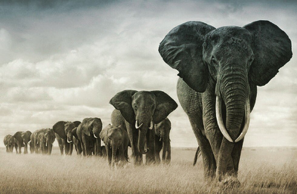Please tweet #bekindtoelephants to help @theellenshow donate money to save the innocent animals that reside in Africa!! 🐘❤️🐘❤️ #elephant #nature #animals #save #africa #wild #wildlife #kind #bekind #help #animals #savetheelephants