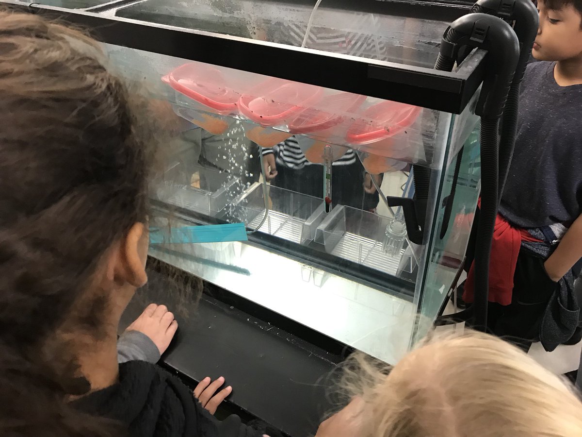 When your teacher runs the Ecology Club, you get a bonus lesson on trout when it is Egg Day!