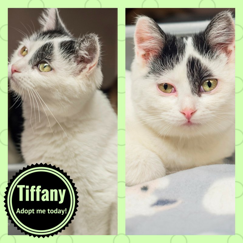 DRobMitsubishi's tweet photo. Tiffany is a 4mo kitten. She loves to play & cuddle. Tiffany is really the total package when it comes to being an adorable kitten. Did well with other cats, but hasnβt met ids or pups. Now her adoption fee is 50% off!
@TriCountyHumane https://t.co/DpZJTzXQaY #CutieOfTheWeek https://t.co/e4Zlvh1m8O