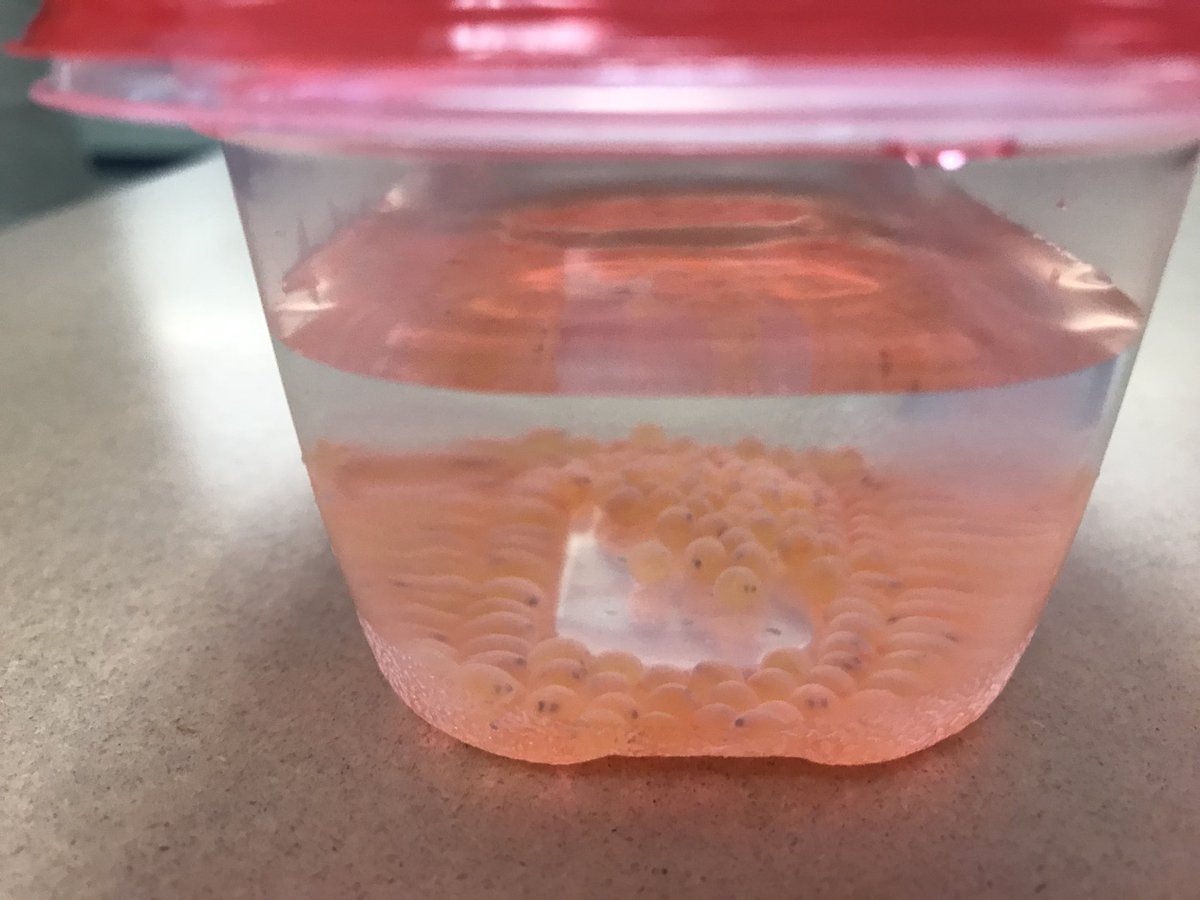 SNISEcologyClub's tweet photo. It’s glorious Egg Day! We’re ready to save the world a little bit and take great care of these trout! @cvtu  @TroutUnlimited https://t.co/xGXmNESlGs