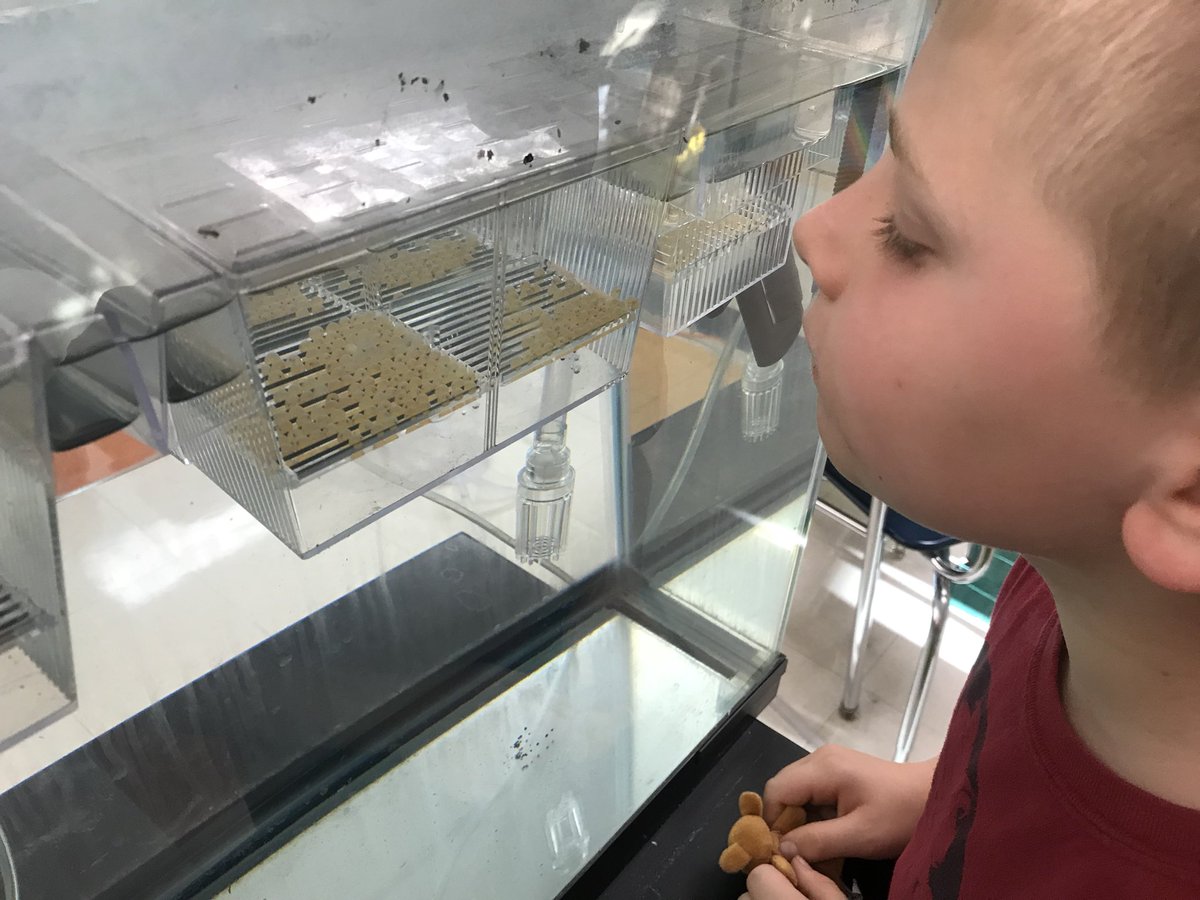 SNISEcologyClub's tweet photo. It’s glorious Egg Day! We’re ready to save the world a little bit and take great care of these trout! @cvtu  @TroutUnlimited https://t.co/xGXmNESlGs