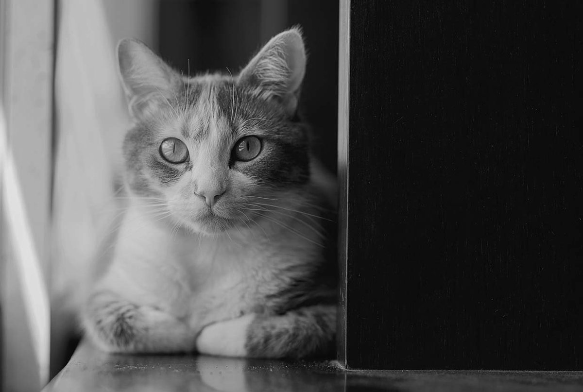 #Curiosidades sobre las #patitas de tu gato – #CatBox. La casita de cartón ideal para tu #gato. Pet shop. shar.es/1MXagS #BahíaBlanca