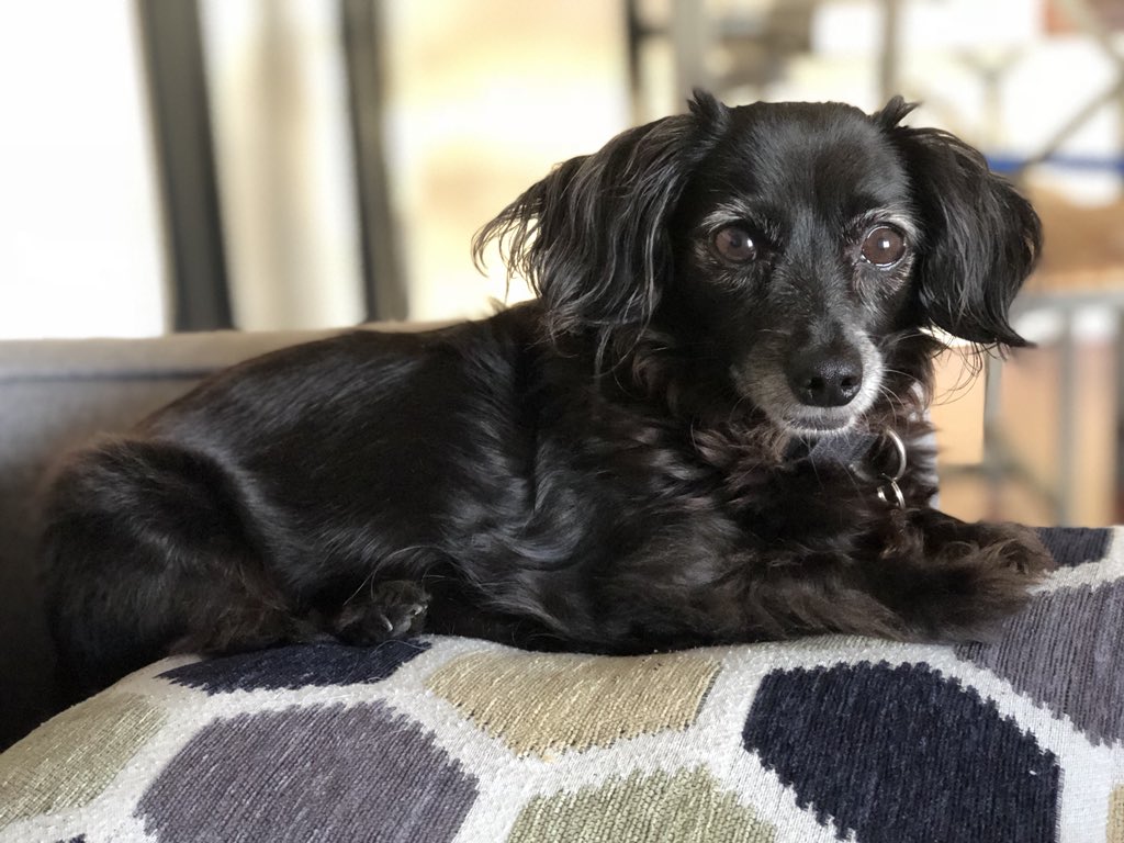 AHKahan's tweet photo. @ABCWorldNews @abcworldnews this little guy, Scout, makes the world a better place with his unconditional love. #puppylove https://t.co/UcmCwNXprF