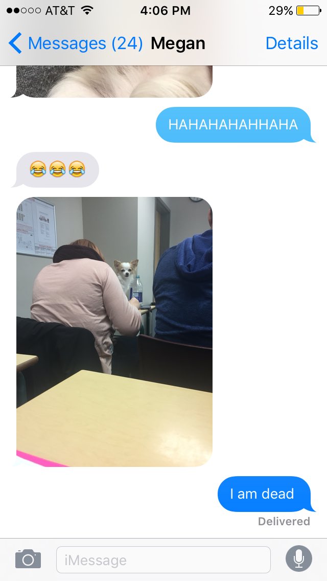 lecavalier9's tweet photo. My sister brought her dogs to class today and I can't breathe 😂😭 https://t.co/J6nTWjEO5U